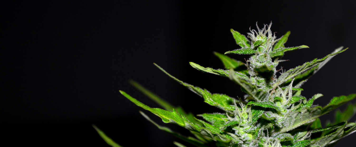 Detalle botánico de una planta de cannabis